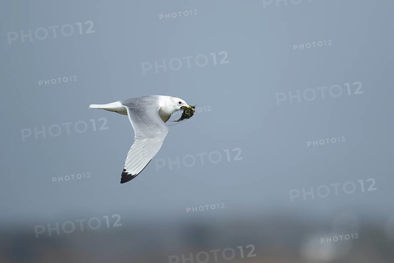 Kittiwake (Rissa tridactyla) adult bird in flight carrying nesting material in its beak, Suffolk, England, United Kingdom, Europe