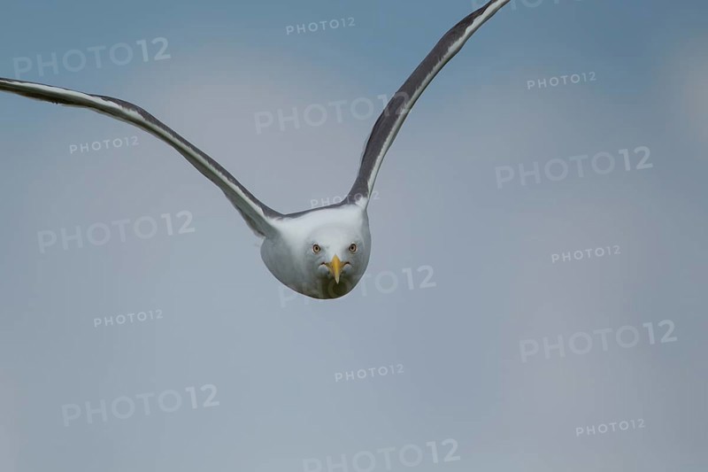 Lesser black backed gull (Larus fuscus) adult bird in flight, Suffolk, England, United Kingdom, Europe