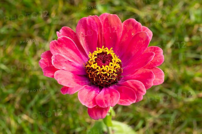 Zinnia (Zinnia elegans), flower, close-up