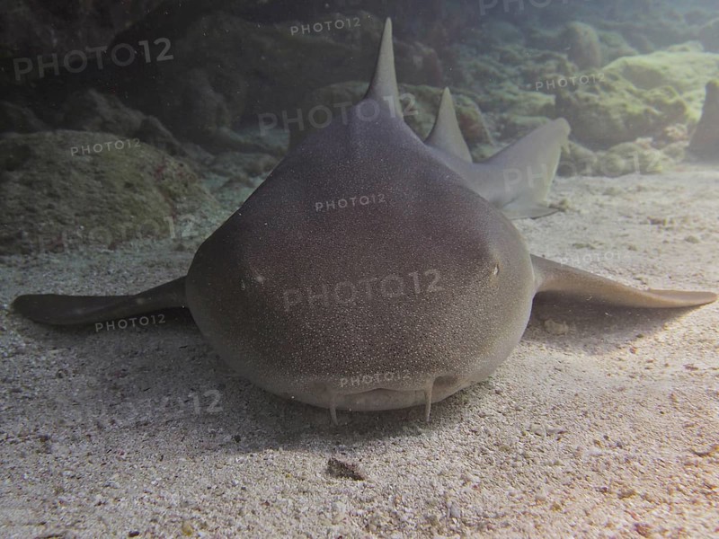 Portrait of Atlantic nurse shark (Ginglymostoma cirratum), resting in the sand, dive site John Pennekamp Coral Reef State Park, Key Largo, Florida Keys, Florida, USA, North America