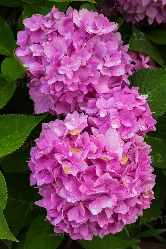 Pink Bigleaf Hydrangea (Hydrangea macrophylla) flowwerheads with petals turning brown from too much rainwater in summer, Quebec, Canada, North America