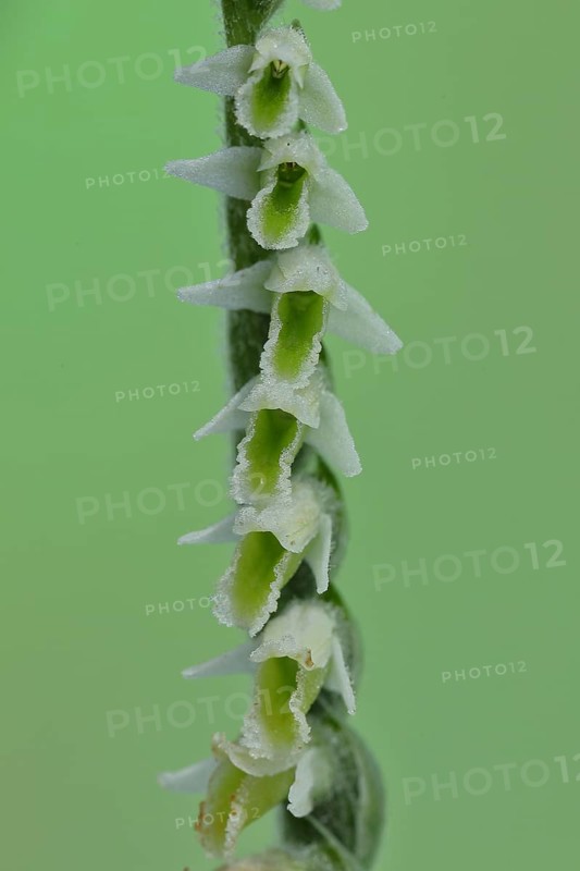 Autumn helleborine (Spiranthes spiralis), autumn helleborine, small orchids, very rare, macro photograph of single flowers on a rough meadow, Hesse, Germany, Europe