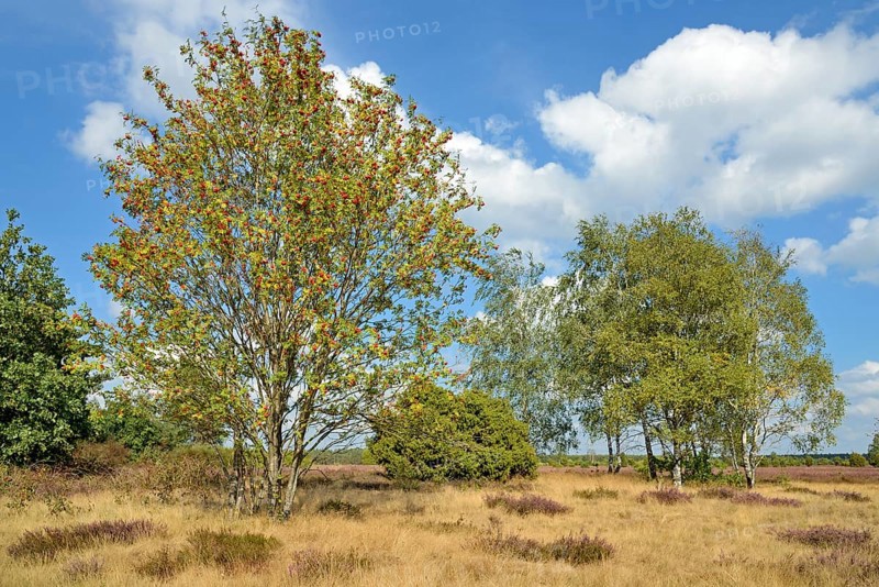 Heath landscape, typical vegetation, european rowan (Sorbus aucuparia) with red fruits, birch (Betula) and juniper (Juniperus communis) in the flowering common heather (Calluna Vulgaris), blue cloudy sky, Südheide nature park Park, Lüneburg Heath, Lower Saxony, Germany, Europe