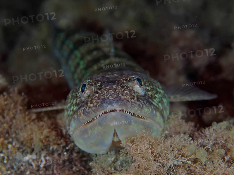 Lizardfish (Synodus saurus) at night. Dive site Los Cancajos, La Palma, Canary Islands, Spain, Atlantic Ocean, Europe