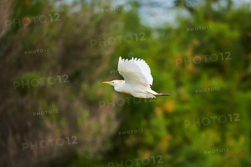 Cattle egret (Bubulcus ibis) flying, Camargue, France, Europe