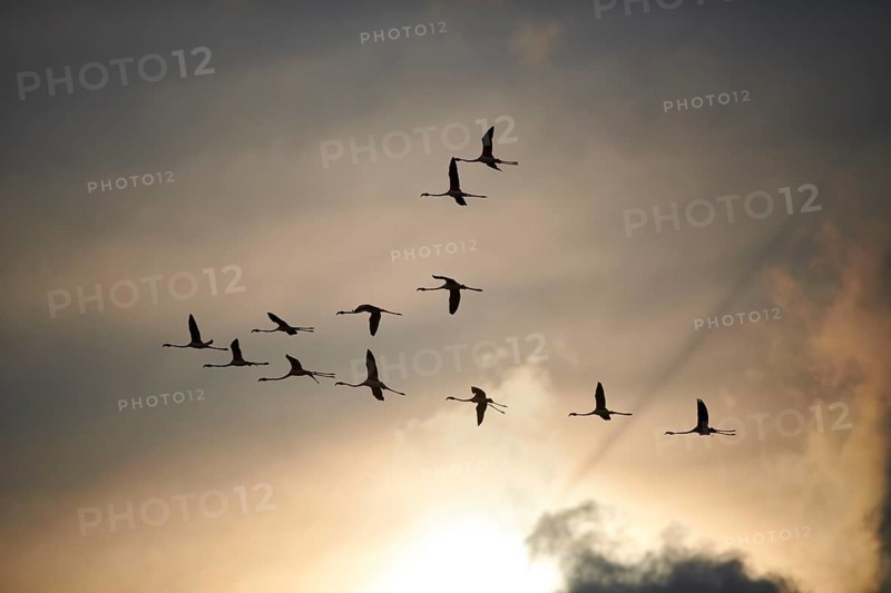 Greater Flamingos (Phoenicopterus roseus), flying in the sky at sunset, Parc Naturel Regional de Camargue, France, Europe