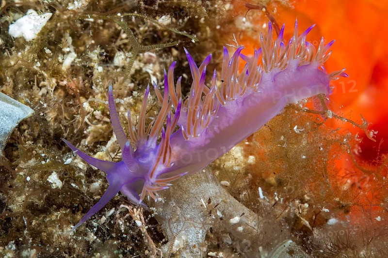 Purple edmundsella pedata (Flabellina pedata) with orange-red translucent midgut gland, Mediterranean Sea, Sardinia, Italy, Europe