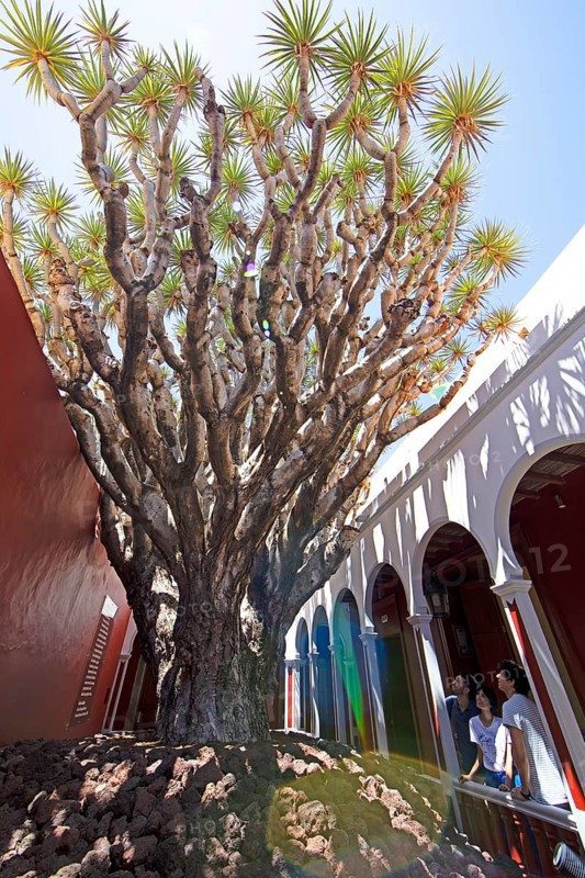 Largest dragon tree (Dracaena) in Gran Canaria, Gáldar, Las Palmas Province, Gran Canaria, Canary Islands, Spain, Europe