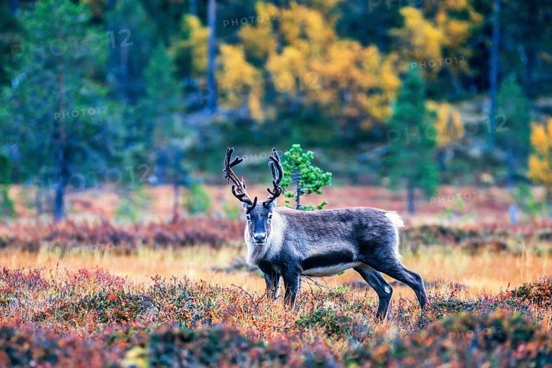 Reindeer on a bog in the forest with autumn colors looking towards the camera, Sweden, Europe