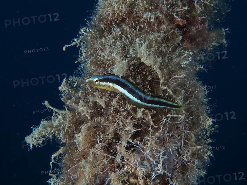 Dussumier's sabre-tooth blenny (Aspidontus dussumieri), female, dive site House Reef, Mangrove Bay, El Quesir, Red Sea, Egypt, Africa