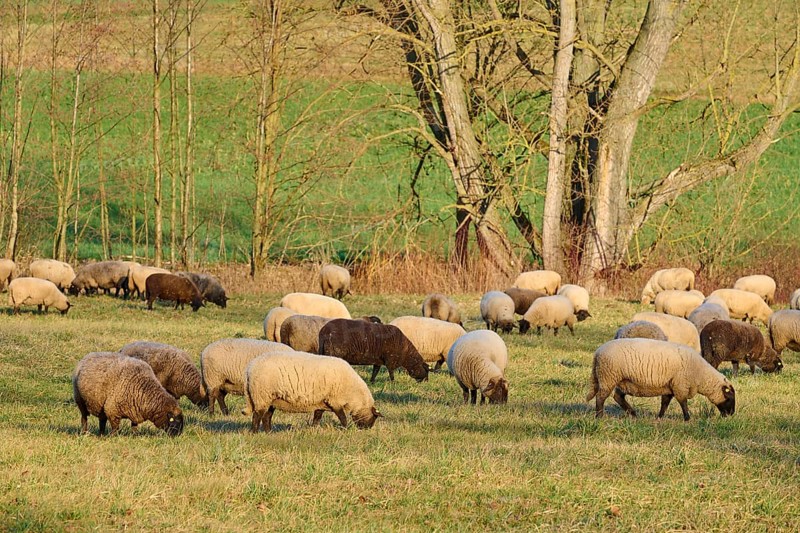 Landscape with flock of sheep, Reinheim, Darmstadt-Dieburg, Hesse, Germany, Europe