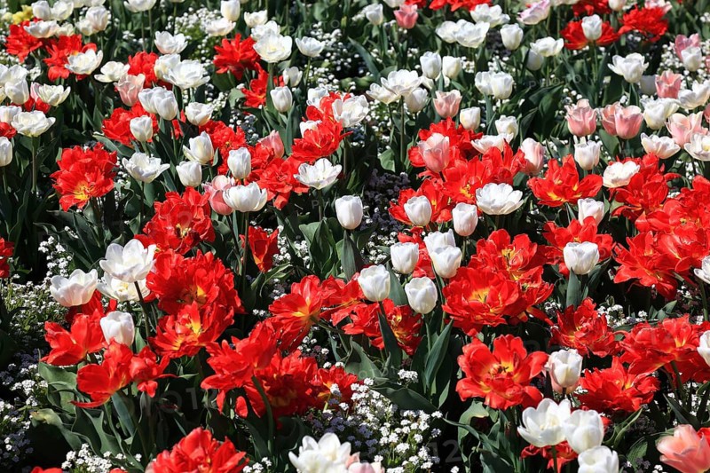 Many colourful tulips in one area