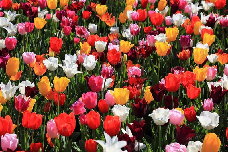 Many colourful tulips in one area