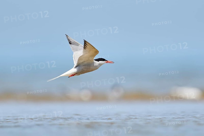 Elegant tern (Thalasseus elegans) flying in the sky above the sea, hunting, ebro delta, Catalonia, Spain, Europe