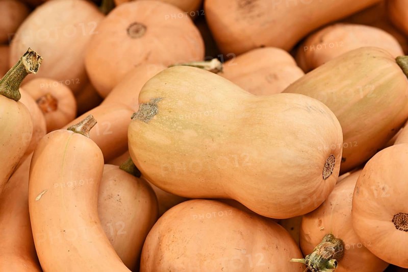 Butternut squash on pile of many raw pumpkins