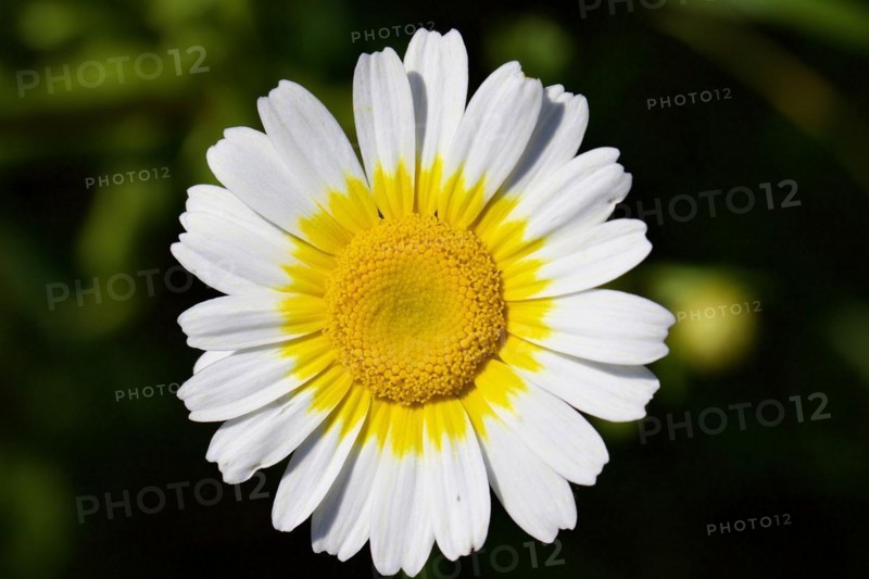Daisy (Leucanthemum) flower from above white-yellow, macro, blossom, Zingaro, national park, nature reserve, northwest, Sicily, Italy, Europe
