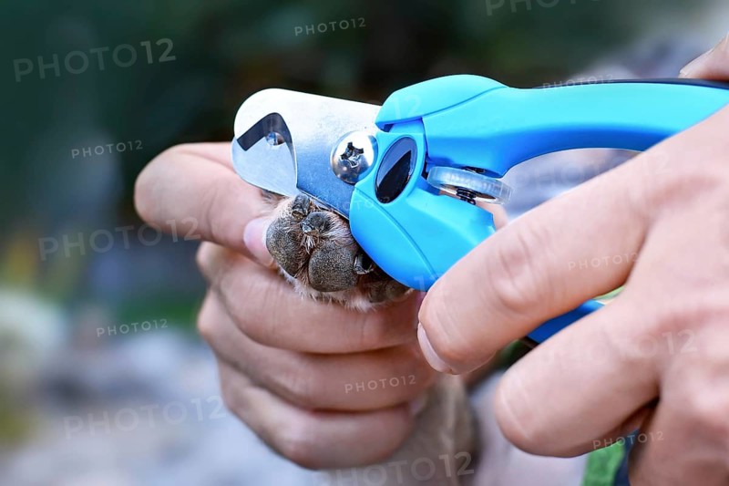 Close up of nail trimming of dog nails showing hand holding paw and nail clipper