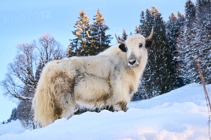 Domestic yak (Bos grunniens) on a snowy meadow in the mountains in tirol, Kitzbühel, Wildpark Aurach, Austria, Europe
