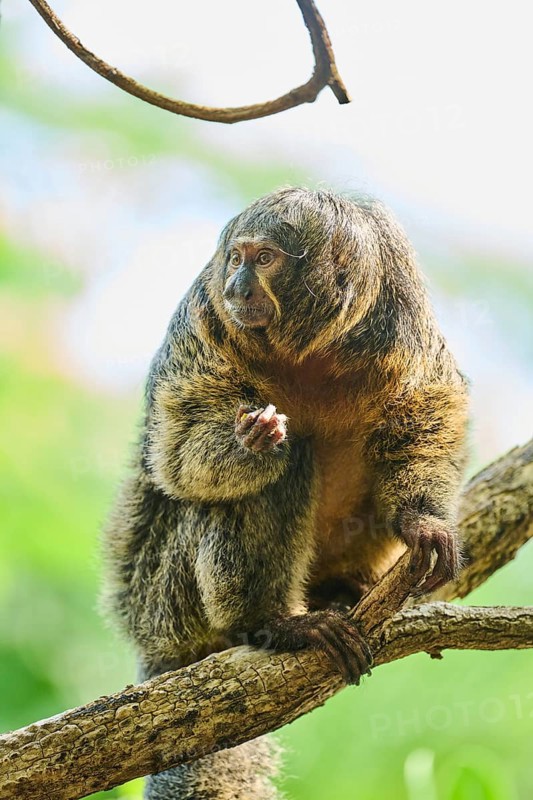White-faced saki (Pithecia pithecia), female, portrait, captive, Germany, Europe
