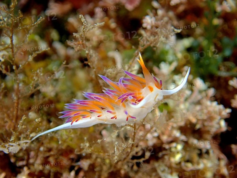 Wandering thread snail (Cratena peregrina) in the Mediterranean Sea near Hyères. Dive site Giens Peninsula, Côte dAzur, France, Europe