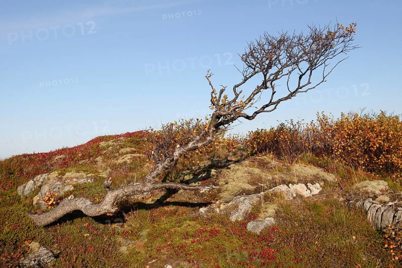 Downy birch (Betula pubescens) among autumn tundra plants, Lofoten, Norway, Scandinavia, Europe