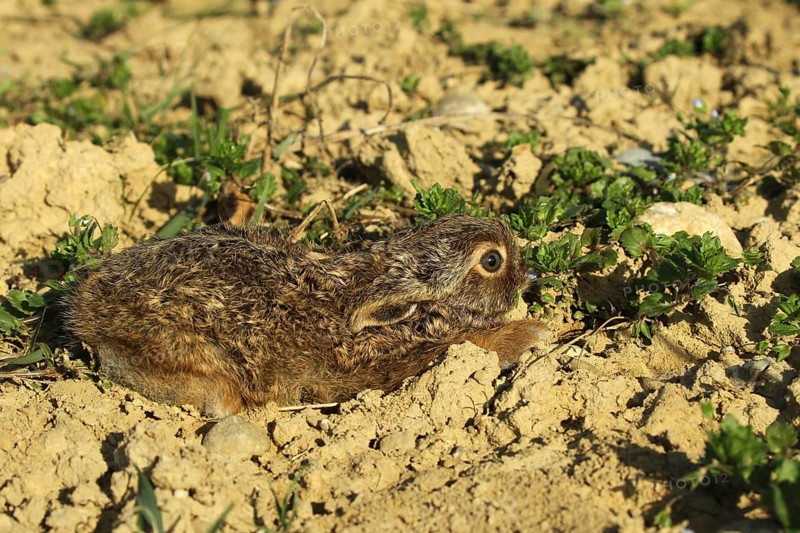 European hare (Lepus europaeus) a few days old young in a field furrow, Lower Austria, Austria, Europe