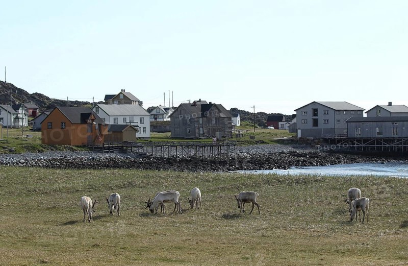Reindeer (Rangifer tarandus) Foraging in the tundra on the shore of the Barents Sea against the backdrop of Hamningberg, Arctic Ocean, Varangerhalvoya, Northern Norway, Scandinavia