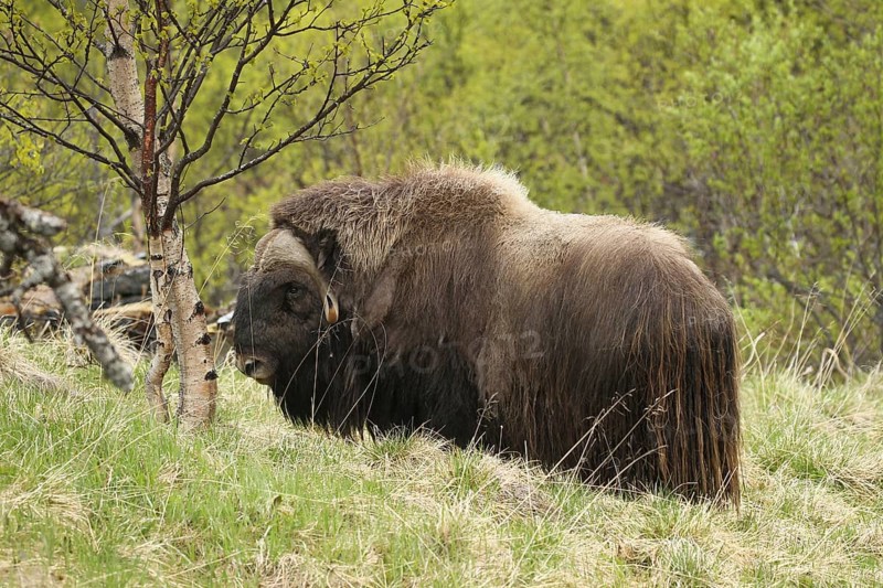 Musk ox (Ovibos moschatus) among birch trees in Dovrefjell-Sunndalsfjella National Park, Central Norway, Scandinavia