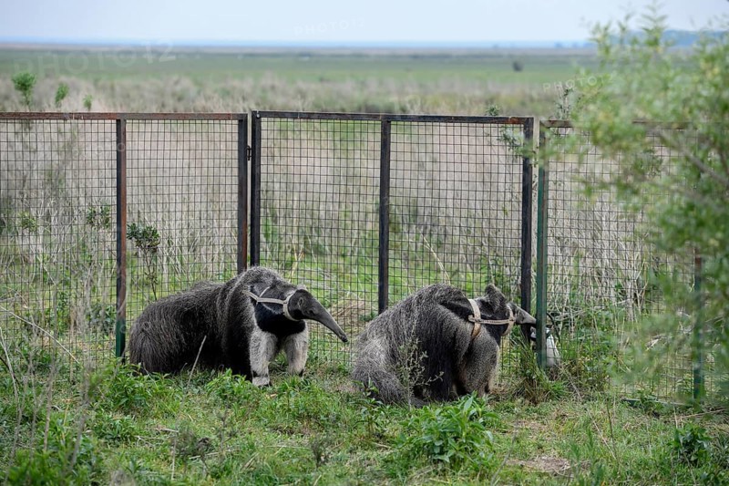 Giant anteater (Myrmecophaga tridactyla) with radio collar at the Conservation Land Trust breeding station, San Nicolás, Esteros del Iberá, Corrientes Province, Argentina, South America