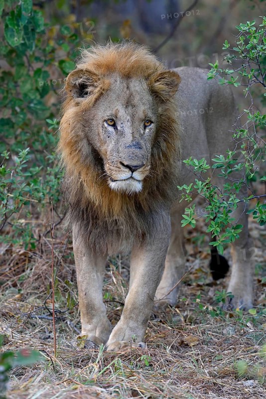 Lion (Panthera leo), male standing in bushes, Khwai region, North-West District, Okavango Delta, Botswana, Africa