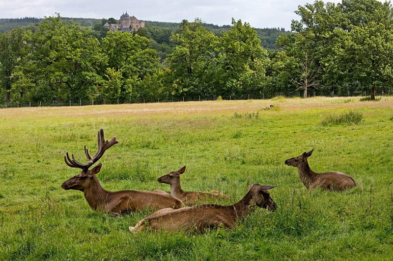 European red deer (Cervus elaphus) captive in Sababurg Zoo, Hofgeismar, Reinhardswald, Hesse, Germany, Europe