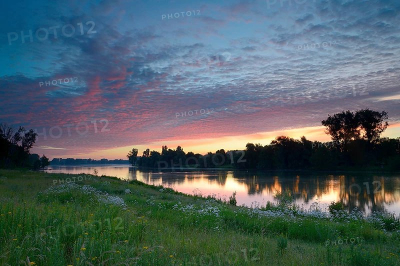 Morning glow on the Old Rhine with valerian (Valeriana officinalis) and deciduous trees, Xanten, Lower Rhine, North Rhine-Westphalia, Germany, Europe