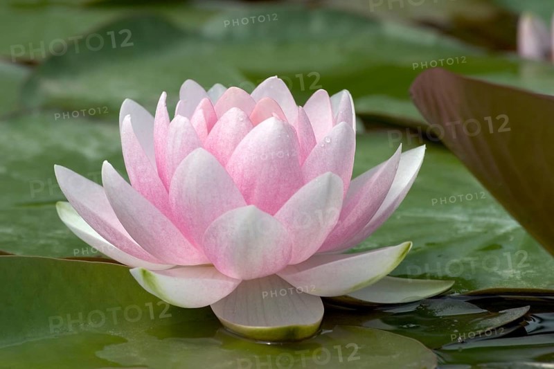 Waterlily (Nymphaea)