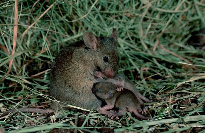 House Mice (Mus musculus), female nursing youngs, Germany, Europe