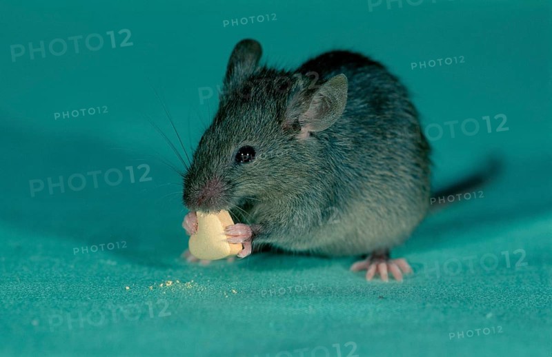 Eat house mouse (Mus musculus), Germany, Europe