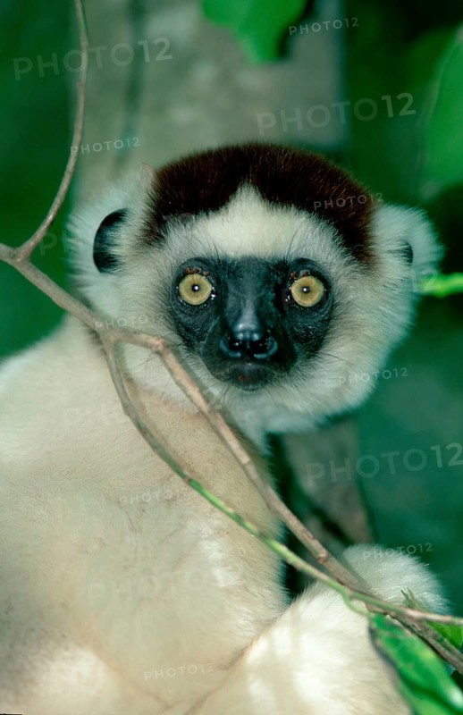 Verreaux's Sifaka (Propithecus verreauxi), Berenty, Madagascar, Africa