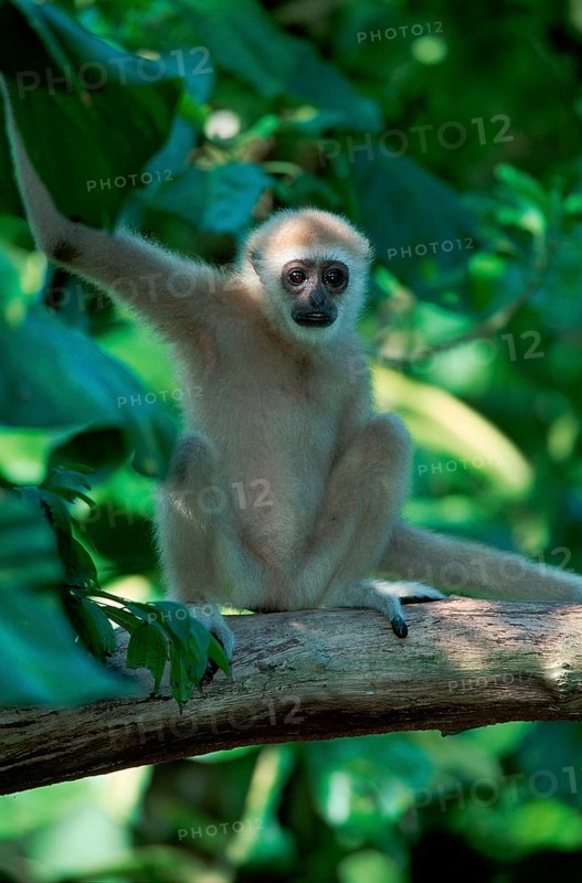 Black-handed gibbon (Hylobates agilis)