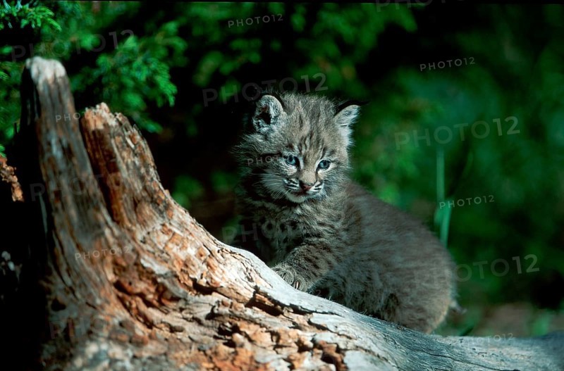 Bobcat (Lynx rufus) cub