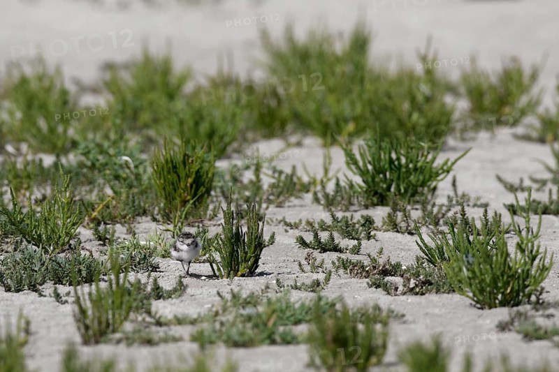 Little Ringed Plover (Charadrius hiaticula), juvenile on the beach looking for food, well hidden and camouflaged, search photo, Lower Saxon Wadden Sea National Park, East Frisian Islands, Lower Saxony, Germany, Europe