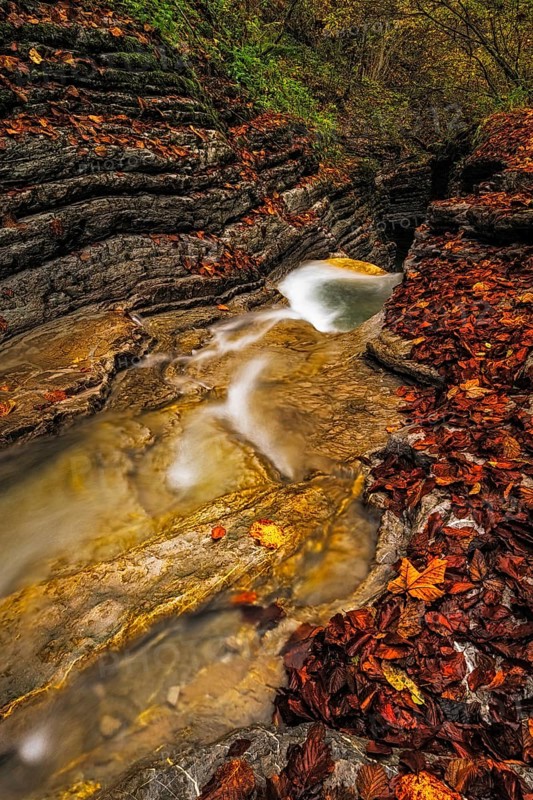 Autumn atmosphere at the Kolomanbach, Seewaldsee nature reserve, ST. Koloman, ÔøOstereich