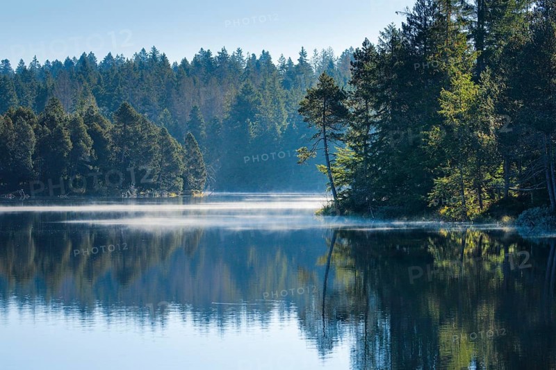 Pines and spruces line the shore of the mirror-smooth Étang de la Gruère moorland lake covered in mist in the canton of Jura, Switzerland, Europe
