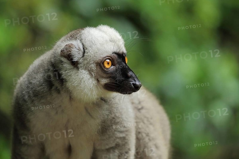 White-headed lemur (Eulemur albifrons), male, portrait, makis, lemurs (lemuriformes), lemuroidae, monkeys, wet-nosed monkeys, semi-monkey, ape, wet-nosed monkey, primates, primate, masters, primates, strepsirhini, mammal, animal, vertebrate, captive