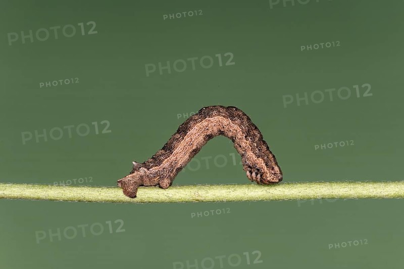 Caterpillar of the great stone moth (Gnophos furvata), Valais, Switzerland, Europe
