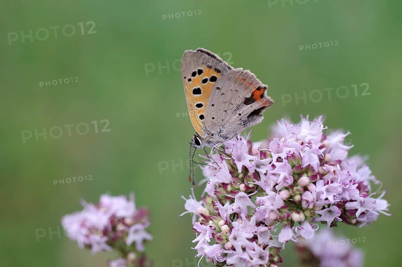 Close-up, Small fire butterfly (Lycaena phlaeas), butterfly, blue, orange, wing, flower, nectar, Germany, The small fire butterfly sits with folded wings and drooping antennae on a flower, Europe