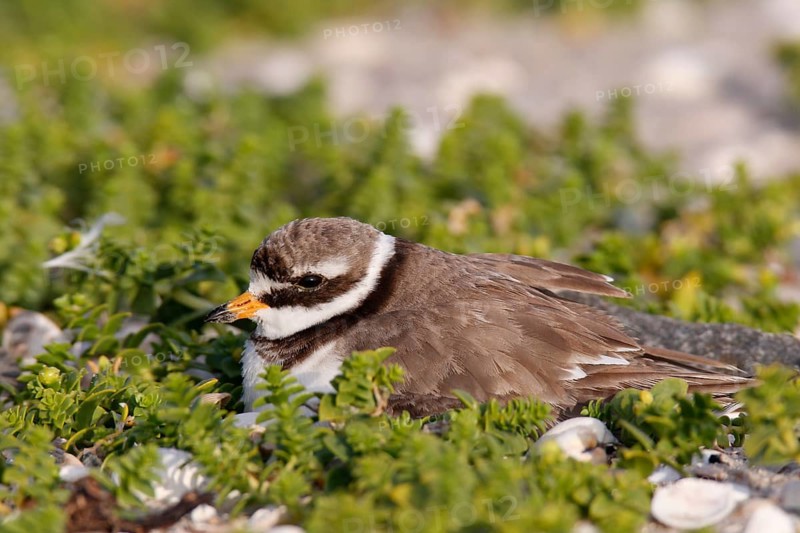 Ringed Plover (Charadrius hiaticula), adult bird on the clutch, Lower Saxony Wadden Sea National Park, East Frisian Islands, Lower Saxony, Germany, Europe