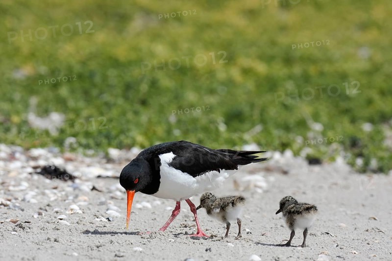 Eurasian oystercatcher (Haematopus ostralegus), adult bird with two chicks on the beach, Lower Saxony Wadden Sea National Park, East Frisian Islands, Lower Saxony, Germany, Europe