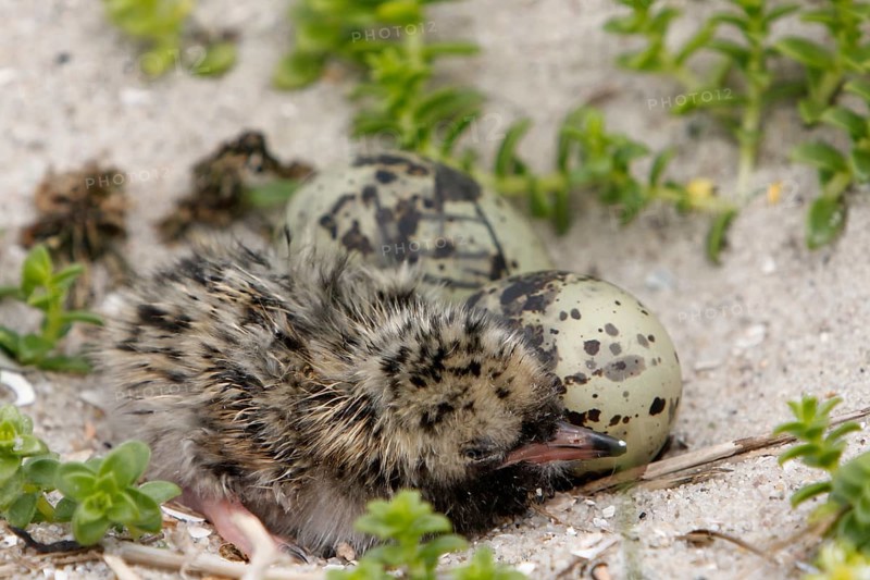 Common Tern (Sterna hirundo), newly hatched young bird, jumper, young bird, nest with two eggs and one young bird, Lower Saxon Wadden Sea National Park, East Frisian Islands, Lower Saxony, Germany, Europe