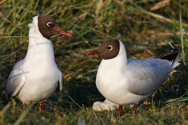 Black-headed Black-headed Gull (Chroicocephalus ridibundus), mating pair in the colony, Lower Saxony Wadden Sea National Park, East Frisian Islands, Lower Saxony, Germany, Europe