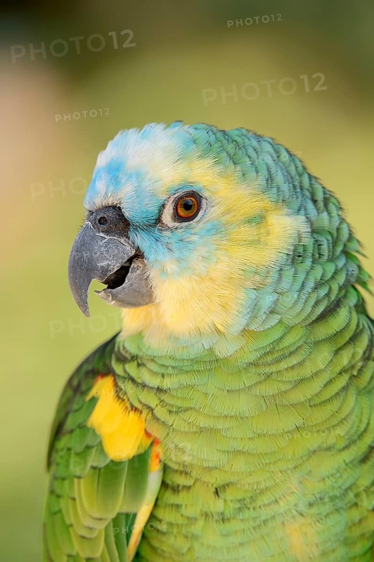 Blue-fronted Amazon (Amazona aestiva), portrait, captive, occurrence in South America