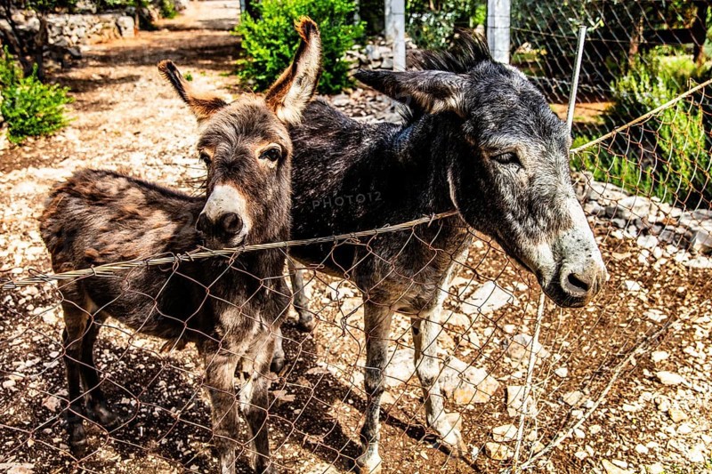 Donkey, mountainous and bay-rich Lustica peninsula, lies off the fjord-like Bay of Kotor in the Adriatic Sea, Montenegro, Lustica, Montenegro, Europe